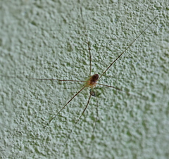 Opilio parietinus
