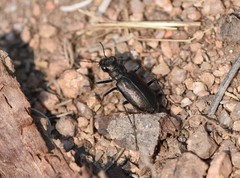 Cicindela nebraskana