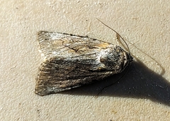 Sympistis mackiei