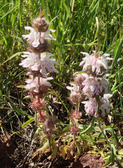 Monarda pectinata