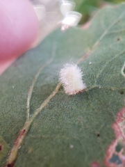 Atrusca clavuloides