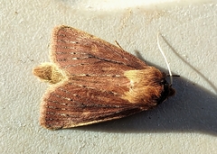Globia subflava