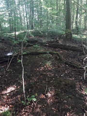 Choiromyces meandriformis