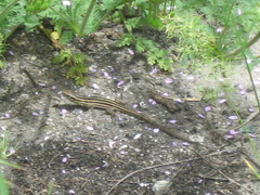 Lacerta strigata