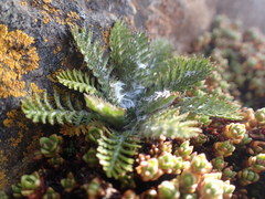 Leptinella plumosa