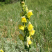 Dalmatian Toadflax - Photo (c) whitcoombs, some rights reserved (CC BY-NC)