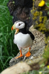 Fratercula corniculata