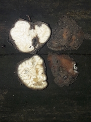 Choiromyces meandriformis