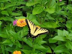 Papilio glaucus