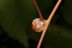 Ampelomyia vitispomum