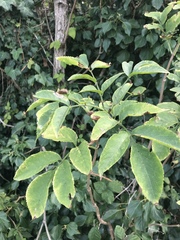 Sambucus nigra