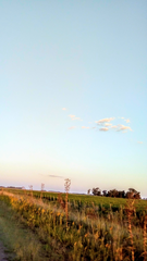 Eryngium paniculatum