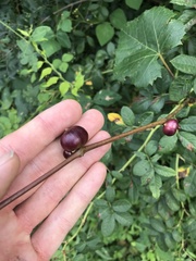 Ampelomyia vitispomum