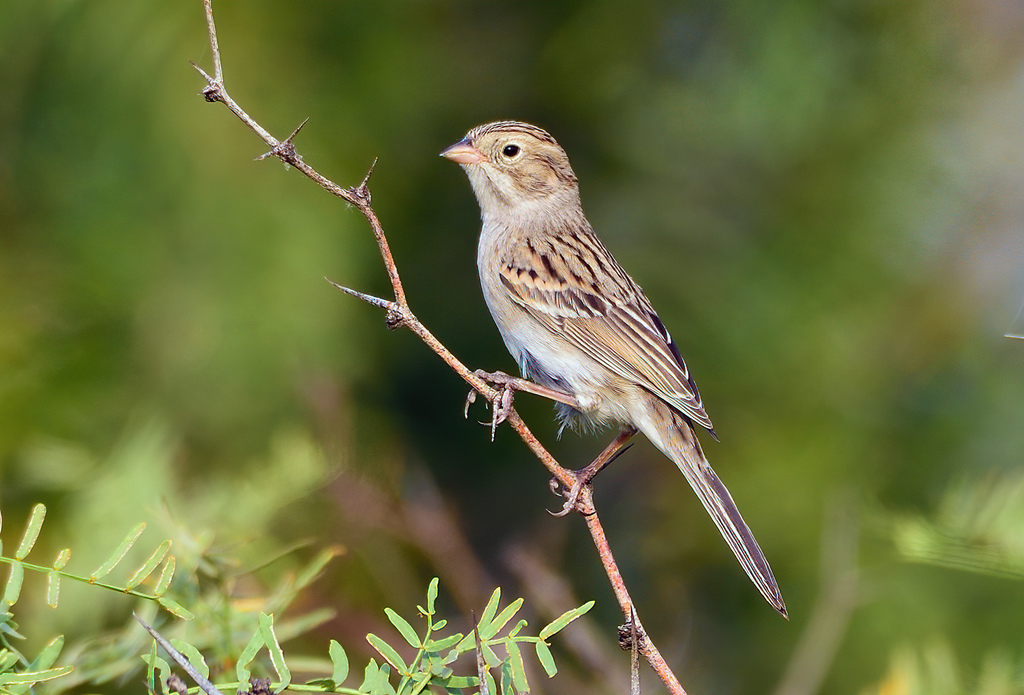 Brewer's Sparrow (Sparrows of the US) · iNaturalist