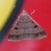 Chocolate Renia Moth - Photo (c) Jim Brighton, some rights reserved (CC BY-NC), uploaded by Jim Brighton