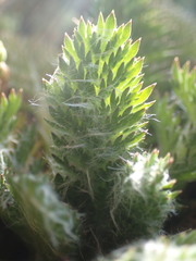 Leptinella plumosa