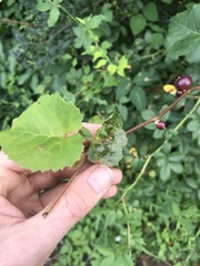 Ampelomyia vitispomum