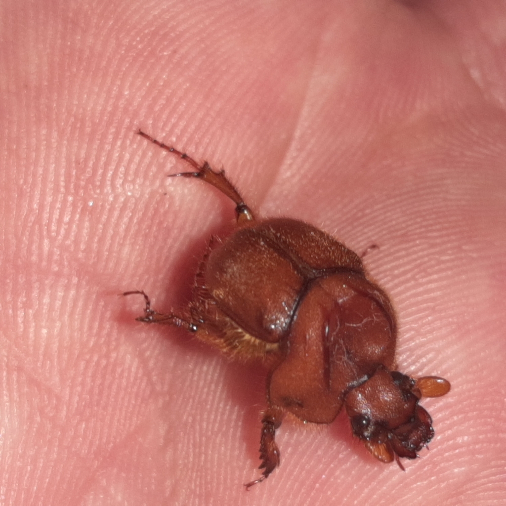 Neoathyreus mexicanus
