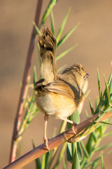 Cisticola erythrops