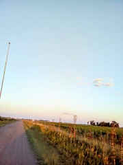 Eryngium paniculatum