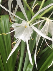 Hymenocallis occidentalis