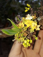 Erythroxylum suberosum