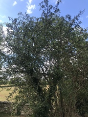 Fraxinus excelsior