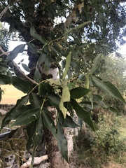 Fraxinus excelsior