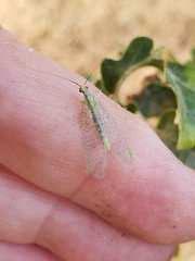 Chrysopa coloradensis