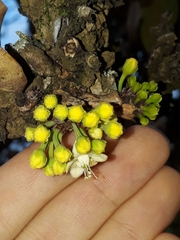 Erythroxylum suberosum