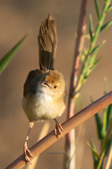 Cisticola erythrops