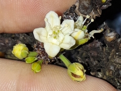 Erythroxylum suberosum