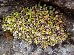 Notogrammitis crassior