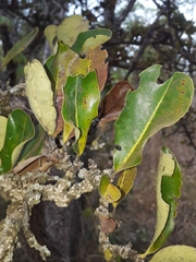 Erythroxylum suberosum