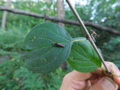 Achyra affinitalis