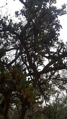 Erythroxylum suberosum