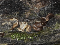 Adelphella babingtonii