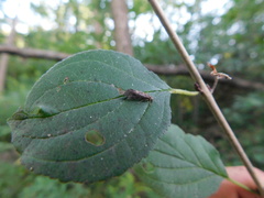 Achyra affinitalis