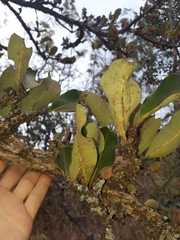 Erythroxylum suberosum