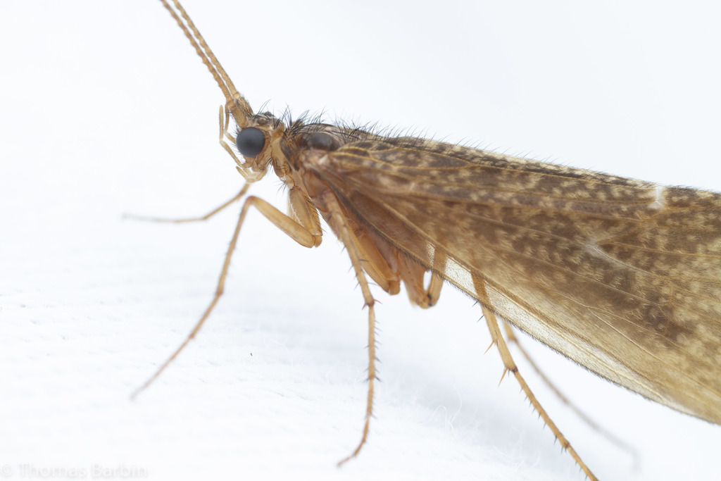 Dicosmoecinae