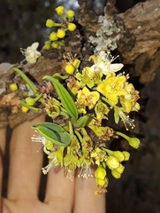 Erythroxylum suberosum