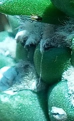 Myzus persicae