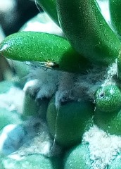 Myzus persicae