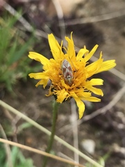Calocoris roseomaculatus