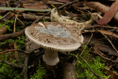 Amanita grisella