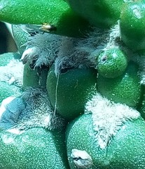 Myzus persicae