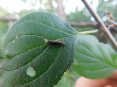 Achyra affinitalis