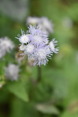 Fleischmannia pycnocephala