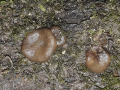 Adelphella babingtonii