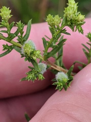 Rhopalomyia gemmaria